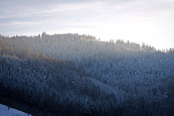 Morgendliche Stimmung